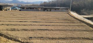 김경민님의 마늘 · 영농일지 작성글 사진