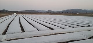 김경민님의 마늘 · 영농일지 작성글 사진