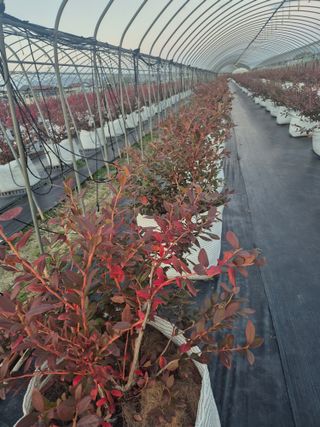 박영희님의 기타작물 · 영농일지 작성글 사진