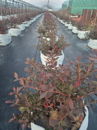 박영희님의 기타작물 · 영농일지 작성글 사진