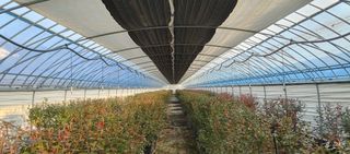 고추22286님의 기타작물 · 영농일지 작성글 사진