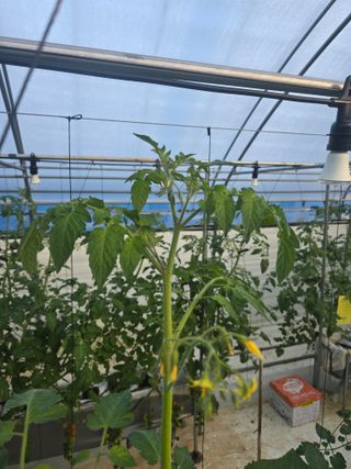 김호진님의 토마토 · 영농일지 작성글 사진