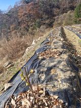 팜모닝 기타작물·영농일지 게시글 이미지