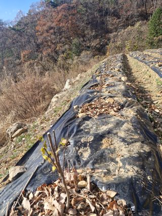 텃밭농사초보님의 기타작물 · 영농일지 작성글 사진