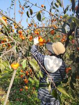 팜모닝 감·영농일지 게시글 이미지