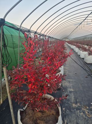 박영희님의 기타작물 · 영농일지 작성글 사진