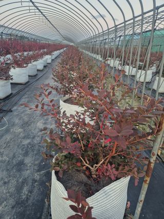 박영희님의 기타작물 · 영농일지 작성글 사진