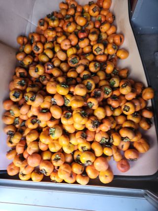 키다리님의 감 · 영농일지 작성글 사진