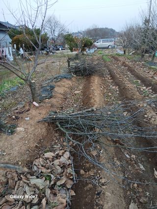 바위돌 심재성님의 기타작물 · 영농일지 작성글 사진