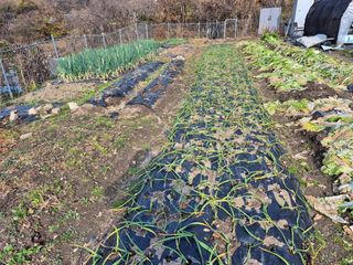 이준영님의 기타작물 · 영농일지 작성글 사진