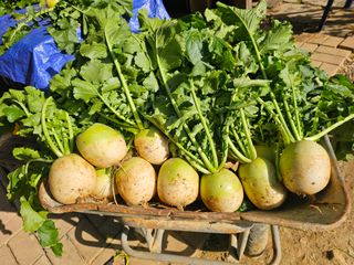 연모 자연의행복님의 기타작물 · 영농일지 작성글 사진