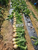 팜모닝 기타작물·영농일지 게시글 이미지