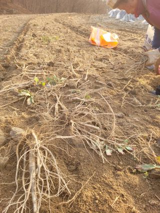 이름유순옥님의 기타작물 · 영농일지 작성글 사진