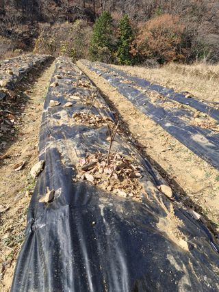 텃밭농사초보님의 기타작물 · 영농일지 작성글 사진