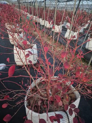 박영희님의 블루베리 · 영농일지 작성글 사진