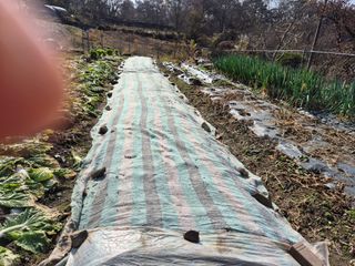 이준영님의 기타작물 · 영농일지 작성글 사진