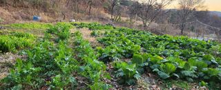 박정수님의 기타작물 · 영농일지 작성글 사진