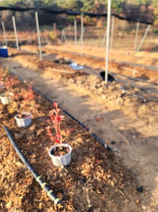 박치문님의 블루베리 · 영농일지 작성글 사진