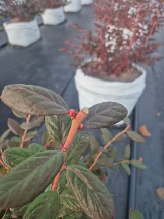 박영희님의 블루베리 · 영농일지 작성글 사진