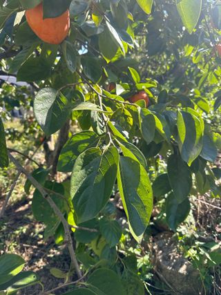 단감대봉시금치당님의 감 · 영농일지 작성글 사진
