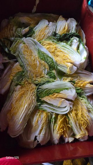 유윤주님의 배추 · 영농일지 작성글 사진