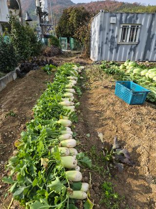 덕포킴님의 배추 · 영농일지 작성글 사진