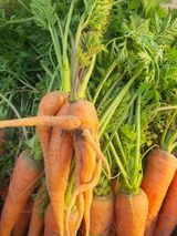 팜모닝 기타작물·영농일지 게시글 이미지