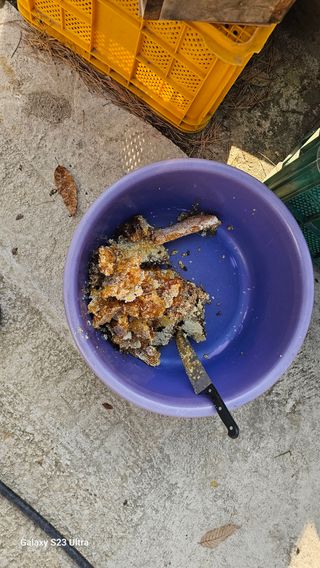 염봉섭님의 기타작물 · 영농일지 작성글 사진