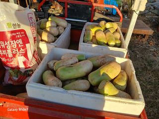 강재화님의 기타작물 · 영농일지 작성글 사진