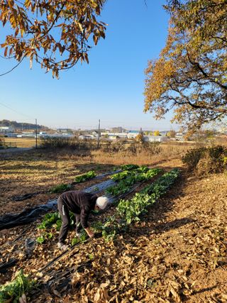 로만아빠님의 배추 · 영농일지 작성글 사진