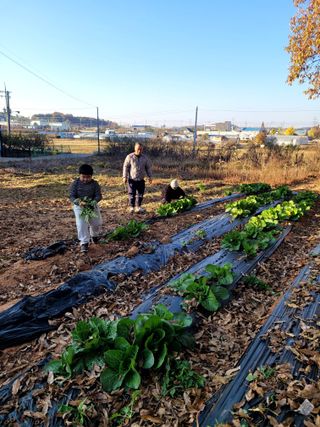 로만아빠님의 배추 · 영농일지 작성글 사진