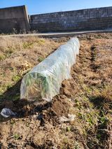 팜모닝 파·영농일지 게시글 이미지