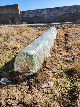 강동신님의 파 · 영농일지 작성글 사진