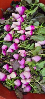 팜모닝 기타작물·영농일지 게시글 이미지