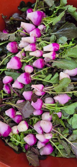 최월숙(왈순아지매)님의 기타작물 · 영농일지 작성글 사진