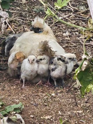 흰돌농원님의 기타작물 · 영농일지 작성글 사진