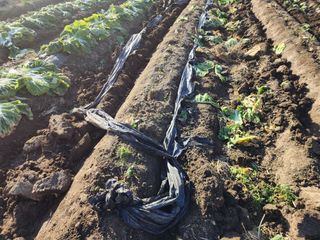 최영희님의 배추 · 영농일지 작성글 사진