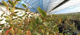 고추22286님의 블루베리 · 영농일지 작성글 사진