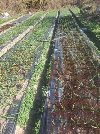 검은눈동자님의 마늘 · 영농일지 작성글 사진