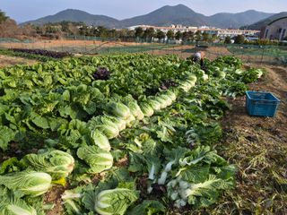덕포킴님의 배추 · 영농일지 작성글 사진