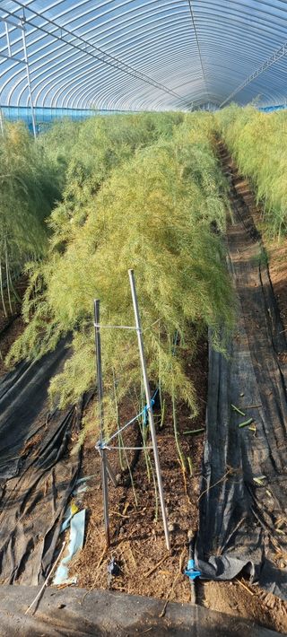 이정식님의 기타작물 · 영농일지 작성글 사진