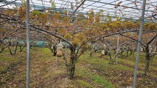 강원송이님의 기타작물 · 영농일지 작성글 사진