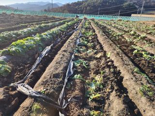 최영희님의 배추 · 영농일지 작성글 사진
