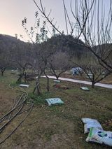 팜모닝 매실·영농일지 게시글 이미지