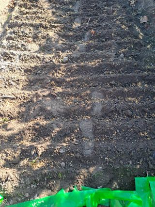 검은눈동자님의 마늘 · 영농일지 작성글 사진