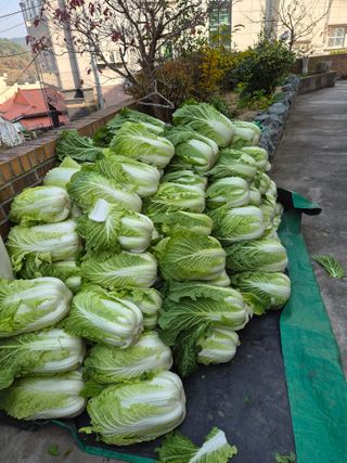 덕포킴님의 배추 · 영농일지 작성글 사진