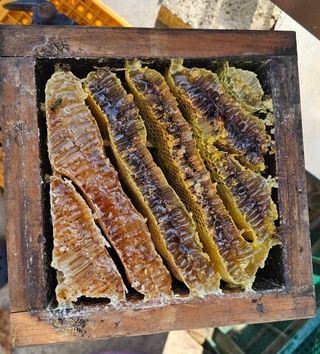 염봉섭님의 기타작물 · 영농일지 작성글 사진