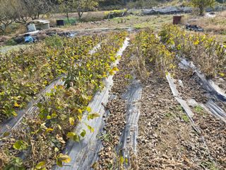 노아님의 콩 · 영농일지 작성글 사진