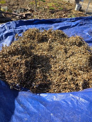 행운아님의 콩 · 영농일지 작성글 사진