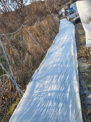 전선경님의 마늘 · 영농일지 작성글 사진